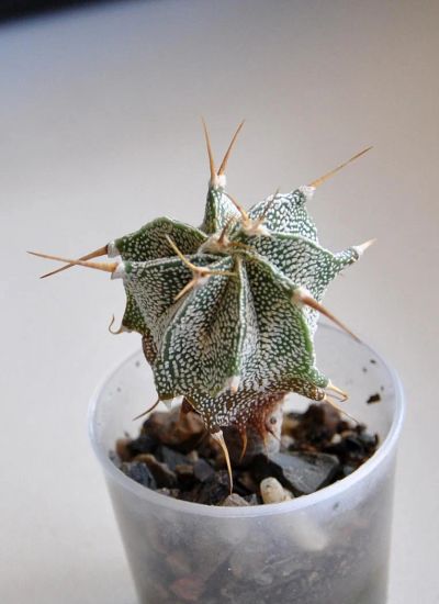 Лот: 9517244. Фото: 1. Кактус Astrophytum ornatum. Горшечные растения и комнатные цветы