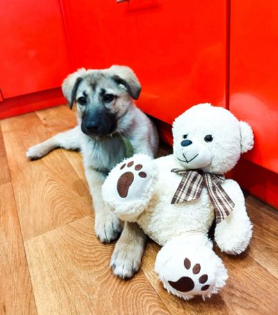 Лот: 24769676. Фото: 1. Щенок в надежные руки. Собаки, щенки