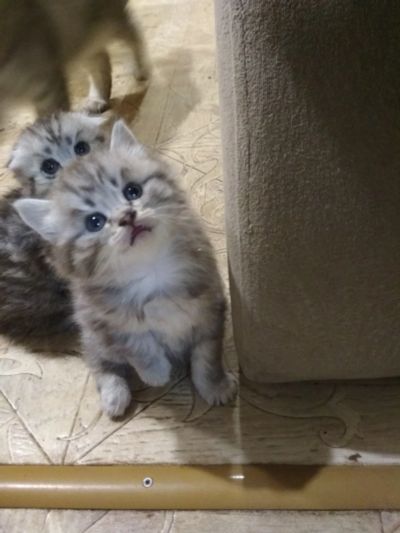 Лот: 12573948. Фото: 1. Котик Британец. Миски, лотки, наполнители