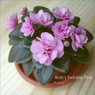 Лот: 11408507. Фото: 1. сортовая фиалка Rob's Twinkle... Горшечные растения и комнатные цветы