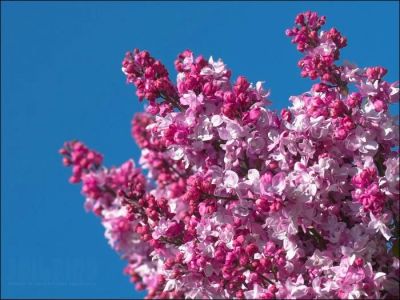 Лот: 9576063. Фото: 1. Моя лучшая розовая сирень. Декоративные кустарники и деревья