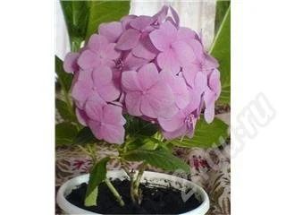 Лот: 378457. Фото: 1. Гортензия уже с бутонами. Горшечные растения и комнатные цветы