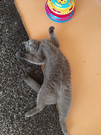 Лот: 16709352. Фото: 1. Кот британец, 1.5 года, кастрирован... Кошки, котята