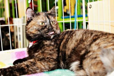 Лот: 3951403. Фото: 1. Отдам кошку-конопушку. Кошки, котята