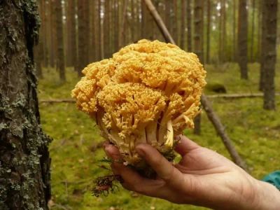 Лот: 23563717. Фото: 1. Грибная икра. Домашние заготовки