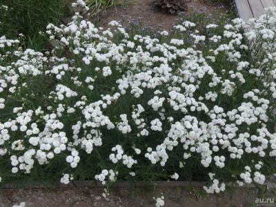 Лот: 9916513. Фото: 1. Тысячелистник "Белый жемчуг". Садовые цветы