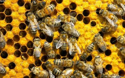 Лот: 5983307. Фото: 1. Мед настоящий!!!. Мёд, продукты пчеловодства