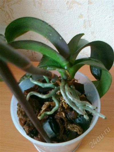Лот: 1859979. Фото: 1. Орхидеи фаленопсис. Горшечные растения и комнатные цветы