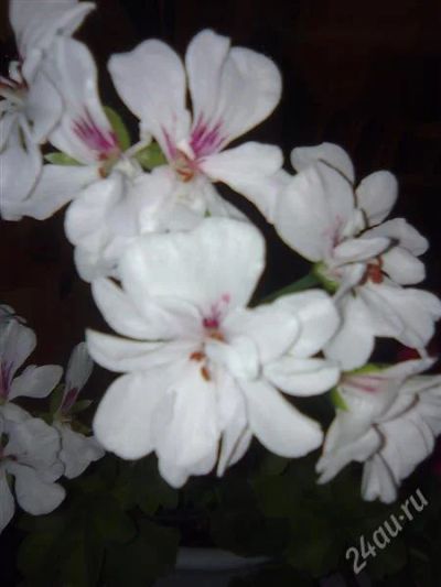 Лот: 791614. Фото: 1. Пеларгония плющелистная "Blanche... Горшечные растения и комнатные цветы