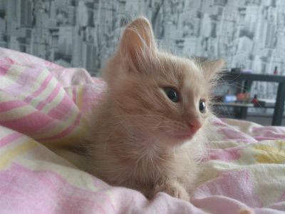 Лот: 3057030. Фото: 1. Отдам Котенка. Кошки, котята