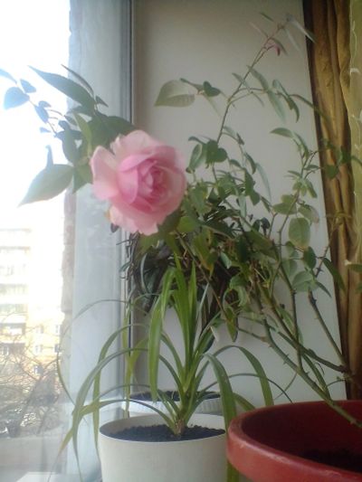 Лот: 14008466. Фото: 1. Роза розовая. Горшечные растения и комнатные цветы