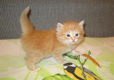 Лот: 2317467. Фото: 1. прекрасный котеночек 2. Кошки, котята