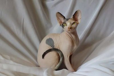 Лот: 3289095. Фото: 1. Канадский сфинкс девочка черепаховый... Кошки, котята
