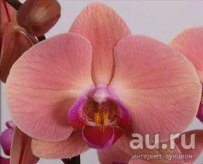 Лот: 12797295. Фото: 1. Орхидея фаленопсис Dutch diva. Горшечные растения и комнатные цветы