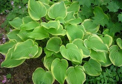 Лот: 12443750. Фото: 1. Хоста Фрагрант Букет (Hosta fragrant... Садовые цветы