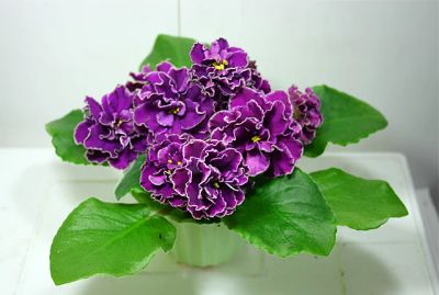 Лот: 5260164. Фото: 1. Сортовая фиалка ЕК-Магия Любви... Горшечные растения и комнатные цветы