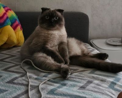 Лот: 25793941. Фото: 1. Шотландский вислоухий кот Честер. Кошки, котята