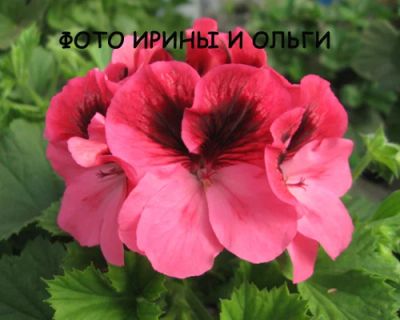 Лот: 4998629. Фото: 1. " Barkarole " королевская пеларгония... Горшечные растения и комнатные цветы