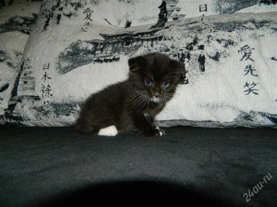 Лот: 2378463. Фото: 1. малышка вислоушка. Кошки, котята