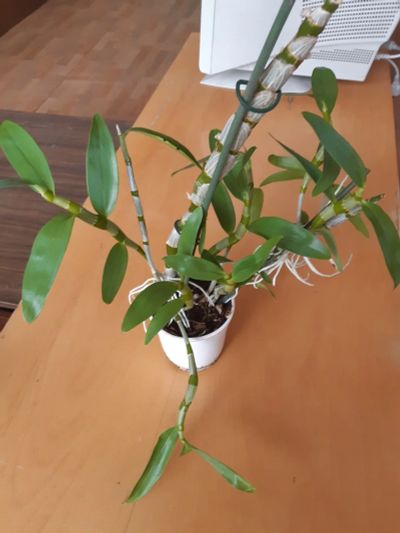 Лот: 9883722. Фото: 1. Орхидея Дендробиум. Горшечные растения и комнатные цветы