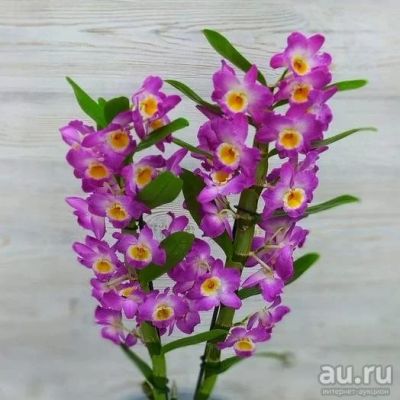 Лот: 18559785. Фото: 1. Орхидея Дендробиум. Горшечные растения и комнатные цветы