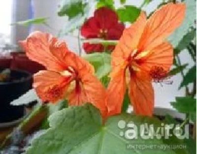 Лот: 8247152. Фото: 1. Комнатный Клён Bella Salmon Shades. Горшечные растения и комнатные цветы