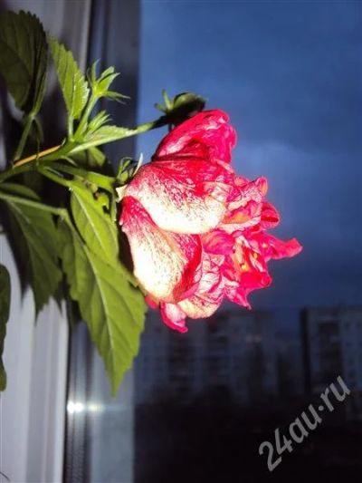 Лот: 364875. Фото: 1. гибискус. Горшечные растения и комнатные цветы