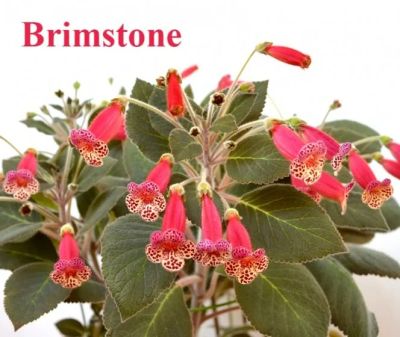 Лот: 9600865. Фото: 1. Колерия Brimstone. Горшечные растения и комнатные цветы