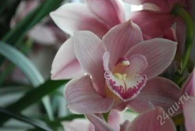 Лот: 962708. Фото: 1. Орхидея цимбидиум. Горшечные растения и комнатные цветы