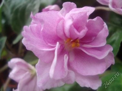Лот: 10444554. Фото: 1. Сортовая фиалка РС-Баронесса или... Горшечные растения и комнатные цветы