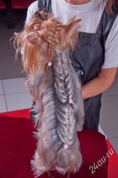 Лот: 2690865. Фото: 1. бесплатно!!! стрижки собак (салон... Собаки, щенки