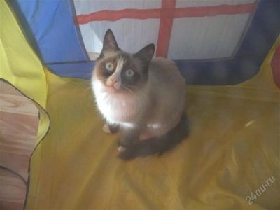 Лот: 852821. Фото: 1. Отдадим в хорошие руки кошечку. Остальные животные