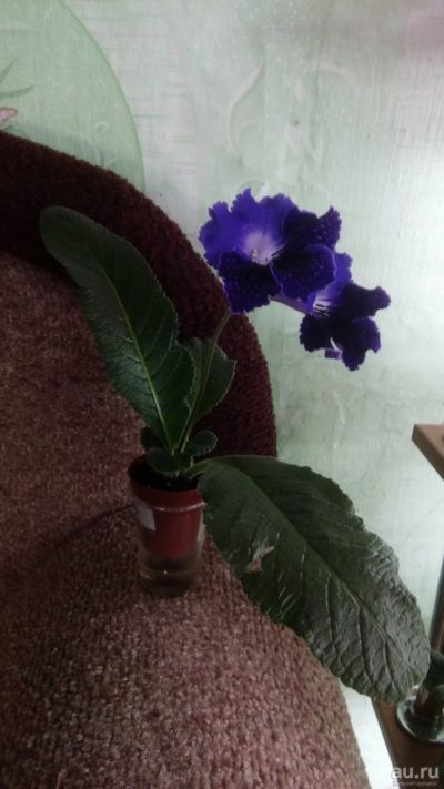 Лот: 13412496. Фото: 1. Стрептокарпус-цветет. Горшечные растения и комнатные цветы