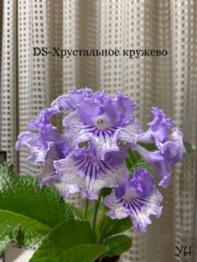 Лот: 21082708. Фото: 1. Стрептокарпус DS-Хрустальное кружево... Горшечные растения и комнатные цветы