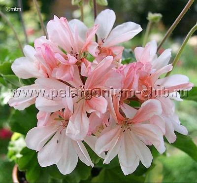 Лот: 4238571. Фото: 1. Honeywood Suzanne полумахровая... Горшечные растения и комнатные цветы