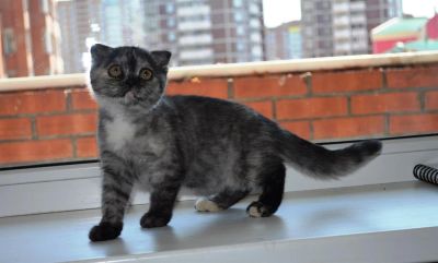 Лот: 3009164. Фото: 1. Кошечка шотландская вислоухая). Кошки, котята
