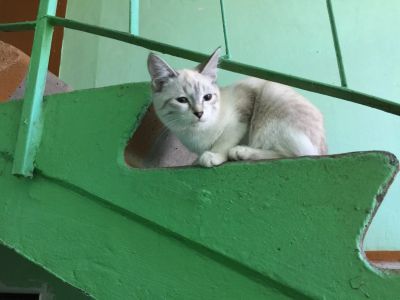 Лот: 9837712. Фото: 1. Котята ищут дом 89831628743. Кошки, котята