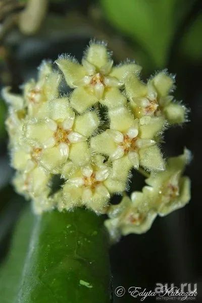 Лот: 13558899. Фото: 1. Хойя .Hoya Erythrina Bajo. Горшечные растения и комнатные цветы
