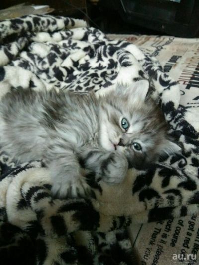 Лот: 10745249. Фото: 1. Шотландская прямоухая девочка... Кошки, котята