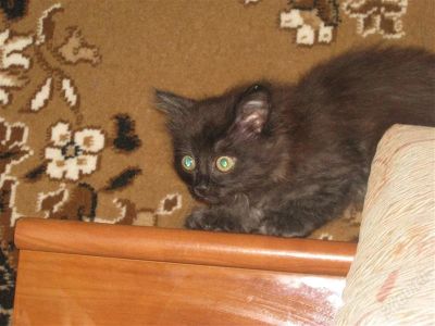 Лот: 2276253. Фото: 1. Пушистый плюшевый котенок. Кошки, котята