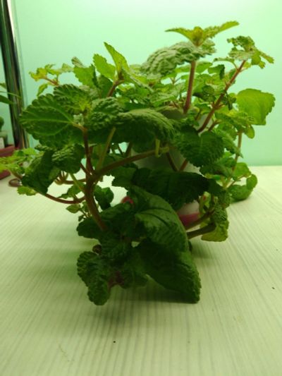 Лот: 16871811. Фото: 1. Пилея монетолистная (Pilea nummulariifolia... Горшечные растения и комнатные цветы