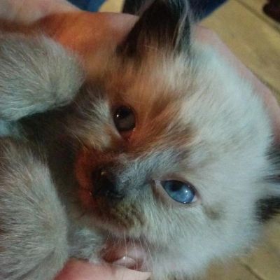 Лот: 4939939. Фото: 1. Наимилейшие голубоглазые котятки... Кошки, котята