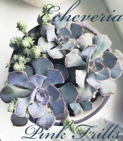 Лот: 16225040. Фото: 1. Echeveria Pink Frills Эчеверия... Горшечные растения и комнатные цветы