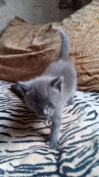 Лот: 11399196. Фото: 1. дымчатая кошечка 1,5 мес. Кошки, котята
