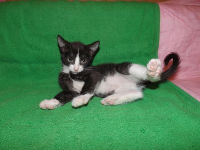 Лот: 10339792. Фото: 1. Славная кошечка в добрые руки. Кошки, котята