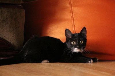 Лот: 4482300. Фото: 1. Симпатичный котеночек. Кошки, котята