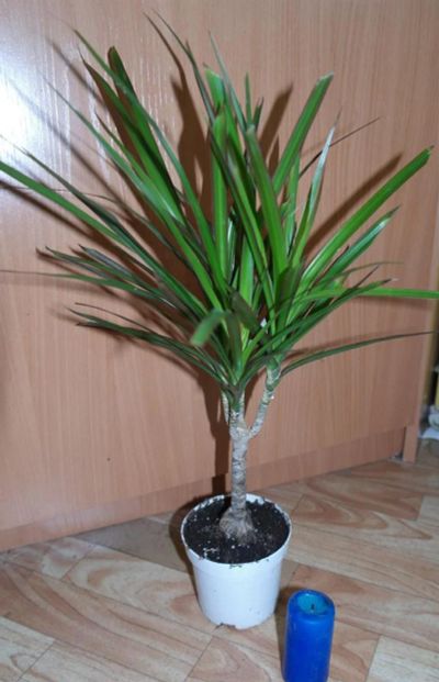 Лот: 3189564. Фото: 1. Драцена Маргината. Горшечные растения и комнатные цветы