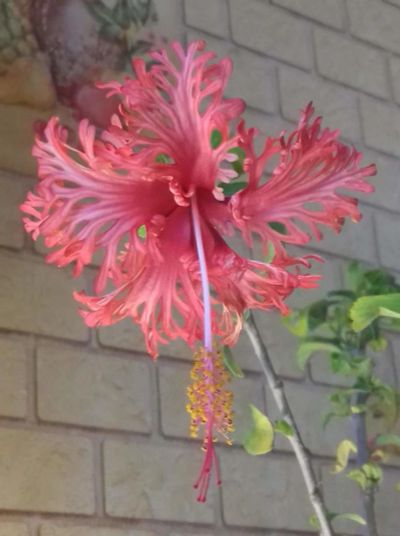 Лот: 7784467. Фото: 1. Гибискус Fringed Double petal... Горшечные растения и комнатные цветы