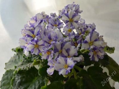 Лот: 5159274. Фото: 1. Лист сортовой фиалки "Momma's... Горшечные растения и комнатные цветы
