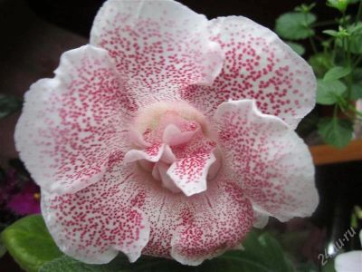 Лот: 1855837. Фото: 1. Неукорененный лист глоксинии Орхидс. Горшечные растения и комнатные цветы